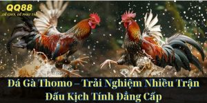 Đá Gà Thomo - Trải Nghiệm Nhiều Trận Đấu Kịch Tính Đẳng Cấp