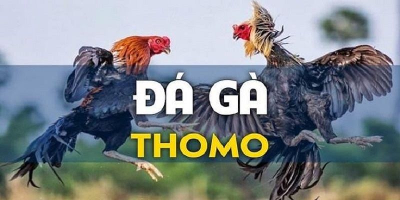 Tìm hiểu đá gà Thomo